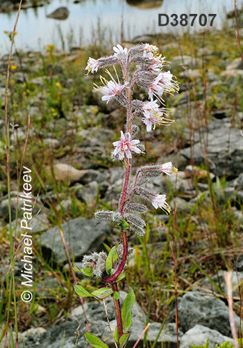 Glaucous Rattlesnakeroot (Nabalus racemosus)